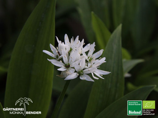 Allium ursinum - Bärlauch - Blüte | Bioland