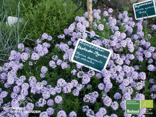 Thymus - Thymianpflanzen in Bioland-Qualität Foto Kaskaden-Thymian