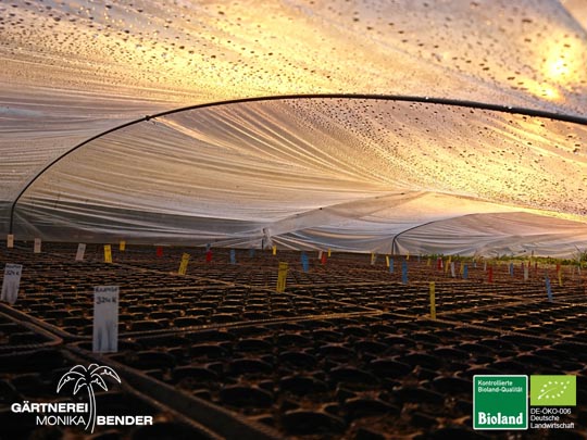 Generative Vermehrung Chilies aus eigener Selektion