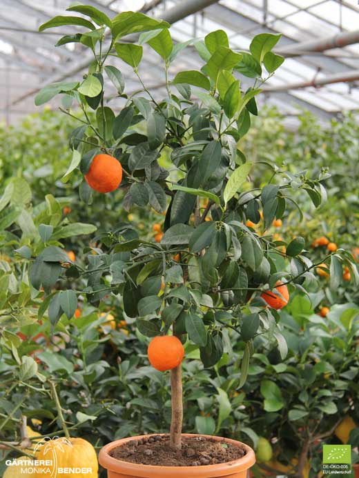 Clementinenbäumchen der Sorte Kinnow - Citrus clementina | BIO