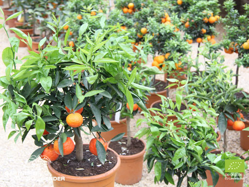 Clementinenbäumchen Rote Clementine - Citrus x clementina - Rosso | BIO
