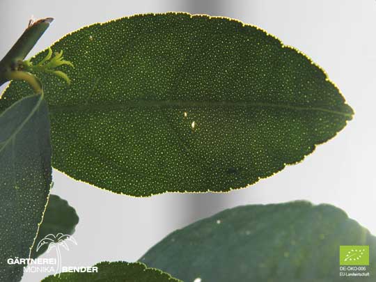 Blatt der Tahiti Limette - Citrus latifolia TANAKA | BIO