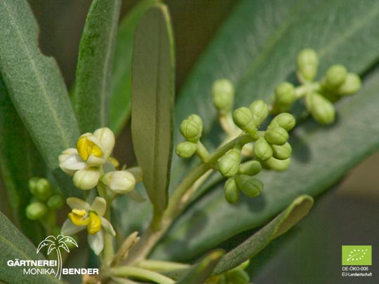 Blüten und Knospen der Olive Olea europaea L. in Bio-Qualität