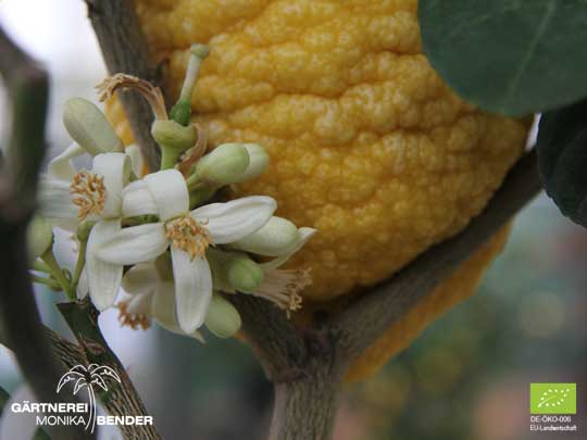 Cedriblüte Citrus medica Maxima an Zitronenbäumchen im Kübel | BIO