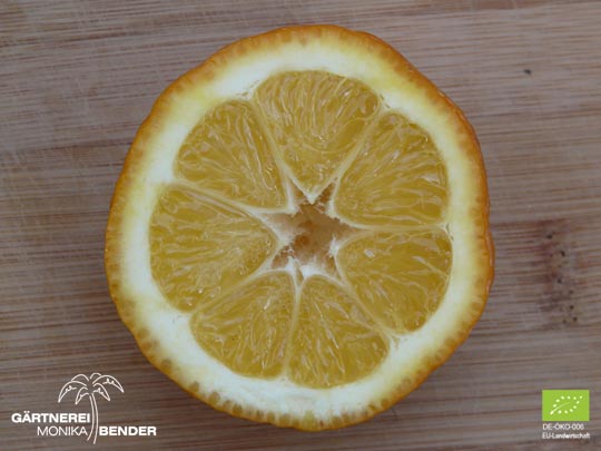 Angeschnittene Frucht der Zitronen-Sorte Fiore - Citrus limon L.  | BIO