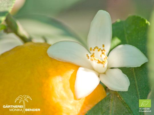 Fünfstern-Blüte der Zitronen-Sorte Fiore - Citrus limon L.  | BIO