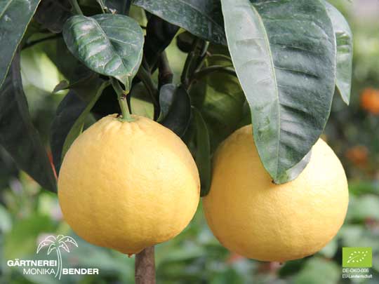 Früchte der Lipo - Citrus limon x Citrus paradisi | BIO